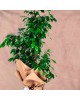 Ficus Benjamin Plant